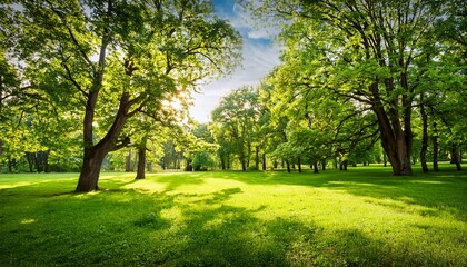 Fototapeta premium green trees and grass in summer park- 12346