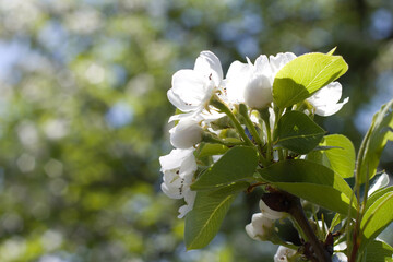 apple tree flowers