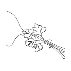 SingleLine Drawing of Fresh Parsley Herb Sprigs © pankajkumar