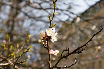 blooming cherry tree