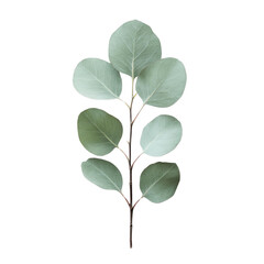 Die cut leaves A beautiful green eucalyptus leaf branch showcasing its vibrant leaves and natural elegance, perfect for botanical designs.