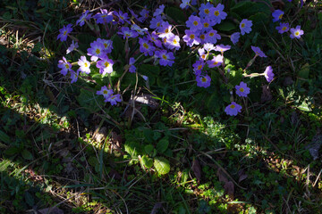 purple primrose flowers blooming in wild grass under sunlight