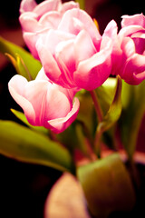 pink tulips 