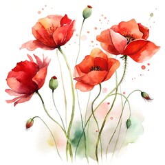 Naklejka premium Vibrant red poppy flowers illustration against a clean white backdrop watercolor artwork illustration 