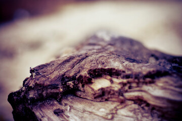 close up of a piece of wood