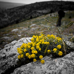 yellow flowers on the rocks