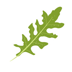 Fototapeta premium Cute arugula isolated on white background. Trendy modern style. Healthy organic vegan food, fresh green vegetable. For infographics, identity decoration, social media post menu, recipe design