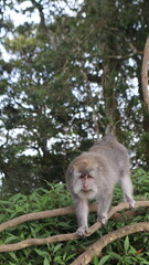 Monkeys doing activities on the top of a hill in North Bali