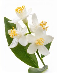 Fototapeta premium Fragrant Orange Blossoms