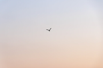 飛翔して海面の餌を狩る美しいトビ（タカ科）
英名学名：Black Kites (Milvus migrans)
珍しく穏やかに凪いだ、夜明けの御蔵島、御蔵島港。
東海汽船東京湾〜伊豆諸島八丈島、太平洋航路の橘丸船上 -2025
