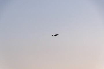 飛翔して海面の餌を狩る美しいトビ（タカ科）
英名学名：Black Kites (Milvus migrans)
珍しく穏やかに凪いだ、夜明けの御蔵島、御蔵島港。
東海汽船東京湾〜伊豆諸島八丈島、太平洋航路の橘丸船上 -2025
