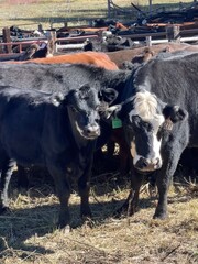 Red and Black Angus cows or cattle herd in corrals in mountain, farming cattle round up