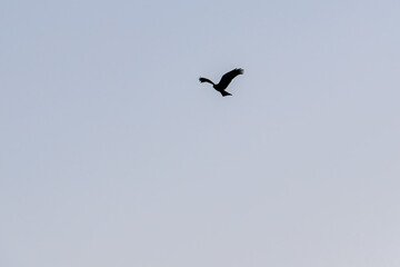 飛翔して海面の餌を狩る美しいトビ（タカ科）
英名学名：Black Kites (Milvus migrans)
珍しく穏やかに凪いだ、夜明けの御蔵島、御蔵島港。
東海汽船東京湾〜伊豆諸島八丈島、太平洋航路の橘丸船上 -2025
