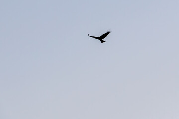 飛翔して海面の餌を狩る美しいトビ（タカ科）
英名学名：Black Kites (Milvus migrans)
珍しく穏やかに凪いだ、夜明けの御蔵島、御蔵島港。
東海汽船東京湾〜伊豆諸島八丈島、太平洋航路の橘丸船上 -2025
