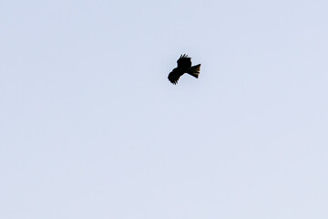 飛翔して海面の餌を狩る美しいトビ（タカ科）
英名学名：Black Kites (Milvus migrans)
珍しく穏やかに凪いだ、夜明けの御蔵島、御蔵島港。
東海汽船東京湾〜伊豆諸島八丈島、太平洋航路の橘丸船上 -2025
