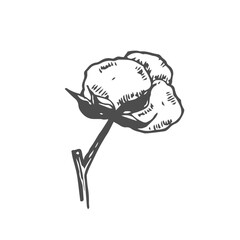 Cotton flower. Floral botanical flower. Isolated illustration element. Vector hand drawing wildflower for background, texture, wrapper pattern, frame or border.