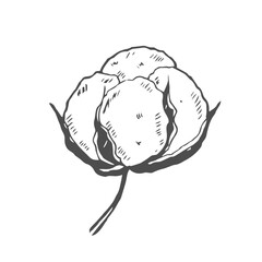 Cotton flower. Floral botanical flower. Isolated illustration element. Vector hand drawing wildflower for background, texture, wrapper pattern, frame or border.
