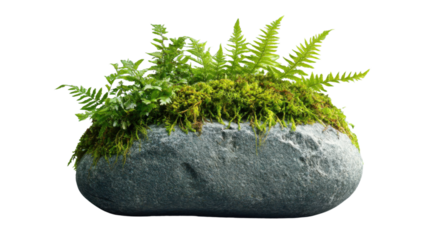 Green fern and moss growing on rock with transparent background