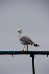 seagull on the beach