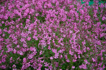 field of pink flowers