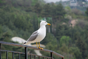 seagull on the beach