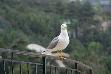 seagull on a fence