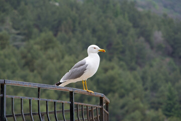 seagull on a post