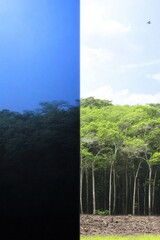 Fototapeta premium A side by side comparison of a dense jungle and a serene beach, highlighting nature's contrasting beauty.