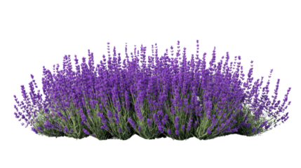 Blooming lavender flowers creating a vibrant purple hedge on transparent background