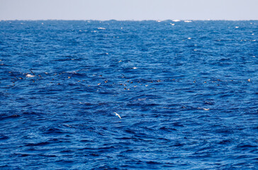 沖を飛翔する美しいオオミズナギドリ（ミズナギドリ科）。
英名学名：Streaked Shearwater, Calonectris leucomelas
東海汽船東京湾〜伊豆諸島八丈島、太平洋航路の橘丸船上にて - 2025
