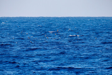 沖を飛翔する美しいオオミズナギドリ（ミズナギドリ科）。
英名学名：Streaked Shearwater, Calonectris leucomelas
東海汽船東京湾〜伊豆諸島八丈島、太平洋航路の橘丸船上にて - 2025
