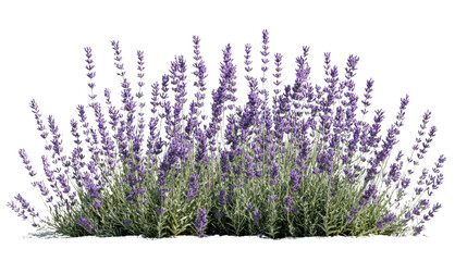 Lavender flowers blooming in a garden with transparent background