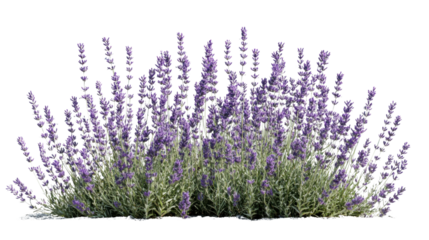 Lavender flowers blooming in a garden with transparent background