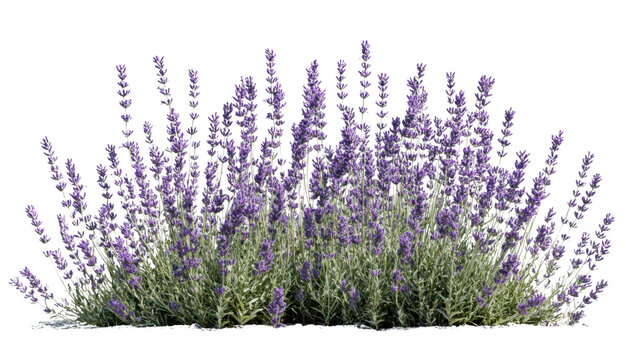 Fototapeta Lavender flowers blooming in a garden with transparent background