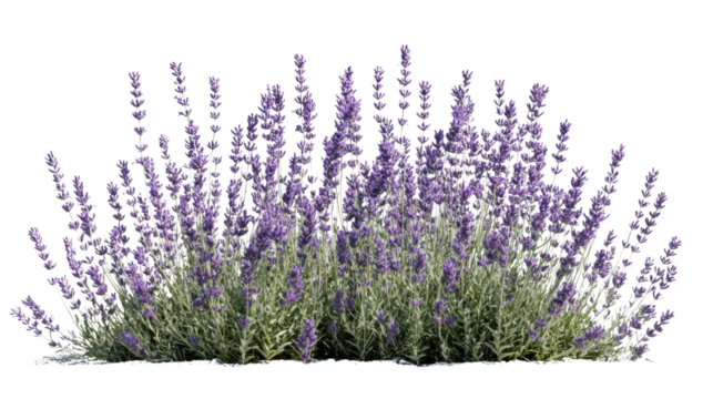 Lavender flowers blooming in a garden with transparent background