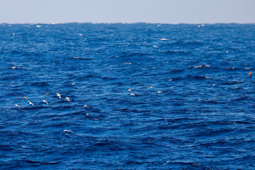 沖を飛翔する美しいオオミズナギドリ（ミズナギドリ科）。
英名学名：Streaked Shearwater, Calonectris leucomelas
東海汽船東京湾〜伊豆諸島八丈島、太平洋航路の橘丸船上にて - 2025

