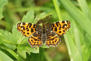 Obraz premium Closeup on a European Map butterfly, Araschnia levana with spread wings