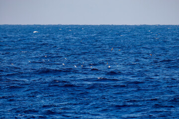Fototapeta premium 沖を飛翔する美しいオオミズナギドリ（ミズナギドリ科）。 英名学名：Streaked Shearwater, Calonectris leucomelas 東海汽船東京湾〜伊豆諸島八丈島、太平洋航路の橘丸船上にて - 2025 