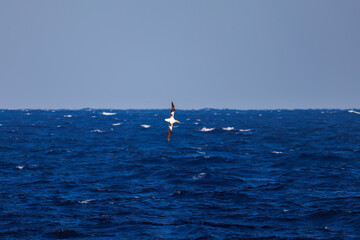 沖を飛翔する巨大なアホウドリ（アホウドリ科）。
英名学名：Short-tailed albatross, Phoebastria albatrus
東海汽船東京湾〜伊豆諸島八丈島、太平洋航路の橘丸船上にて - 2025
