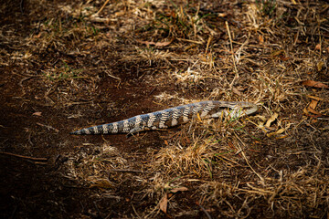 Close up of lizard crawling on the ground