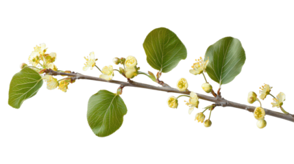 Branch of serviceberry tree blooming with delicate yellow flowers on transparent background