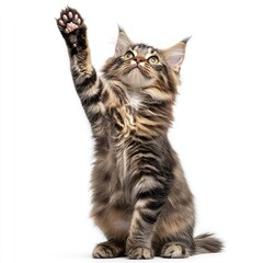 Obraz premium Playful kitten reaching up with its paw in a bright setting showcasing its lively personality