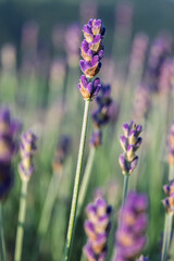 Close-up of Blooming Lavender Flowers – Soft Focus Background