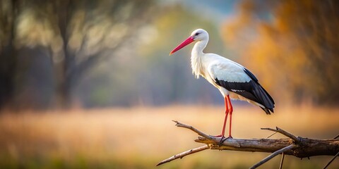 Obraz premium Minimalist White Stork on Branch, Nature Background Stock Photo