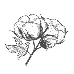 Vector hand drawn set of cotton branches. 100 eco. Cotton flower buds in vintage engraved style. Botanical art isolated on white background. Use for print, poster, decoration and other design.