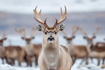 Fototapeta premium A herd of Northern Whale Deer blending into an icy cliffside, demonstrating their natural camouflage