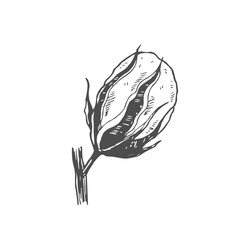 Cotton plant flower drawn with lines isolated on white background. Vector graphics of a simple drawing. fluffy bud on a branch