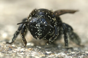 Closeup on a large black carpenter bee, Xylocopa violacea covered with white pollen