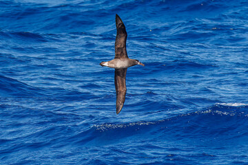 Obraz premium 沖を飛翔する巨大なクロアシアホウドリ（アホウドリ科）。 英名学名：Black-footed albatross, Diomedea nigripes 東海汽船東京湾〜伊豆諸島八丈島、太平洋航路の橘丸船上にて - 2025 