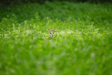 Wallabies in a Green Field.
Wallabies gathered in a lush green field, showcasing the harmonious blend of wildlife and nature.